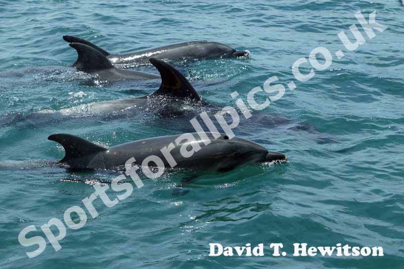 Dolphin watch at Paihia, Bay of Islands, New Zealand.
